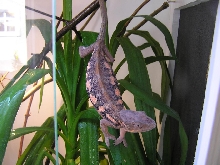 possible gravid panther