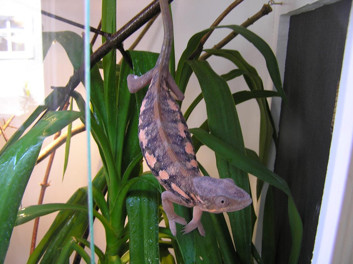 possible gravid panther
