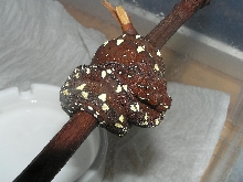 Yapen orange tree x leopard