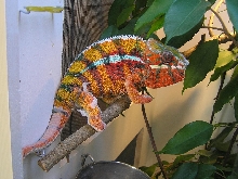 little over a year old diego suarez 2