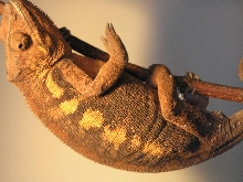 possible gravid female30/07