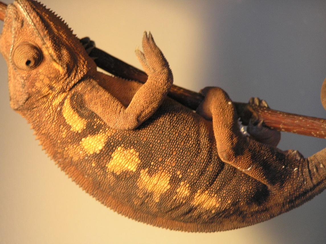 possible gravid female30/07
