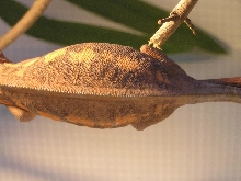 possible gravid female2 30/07