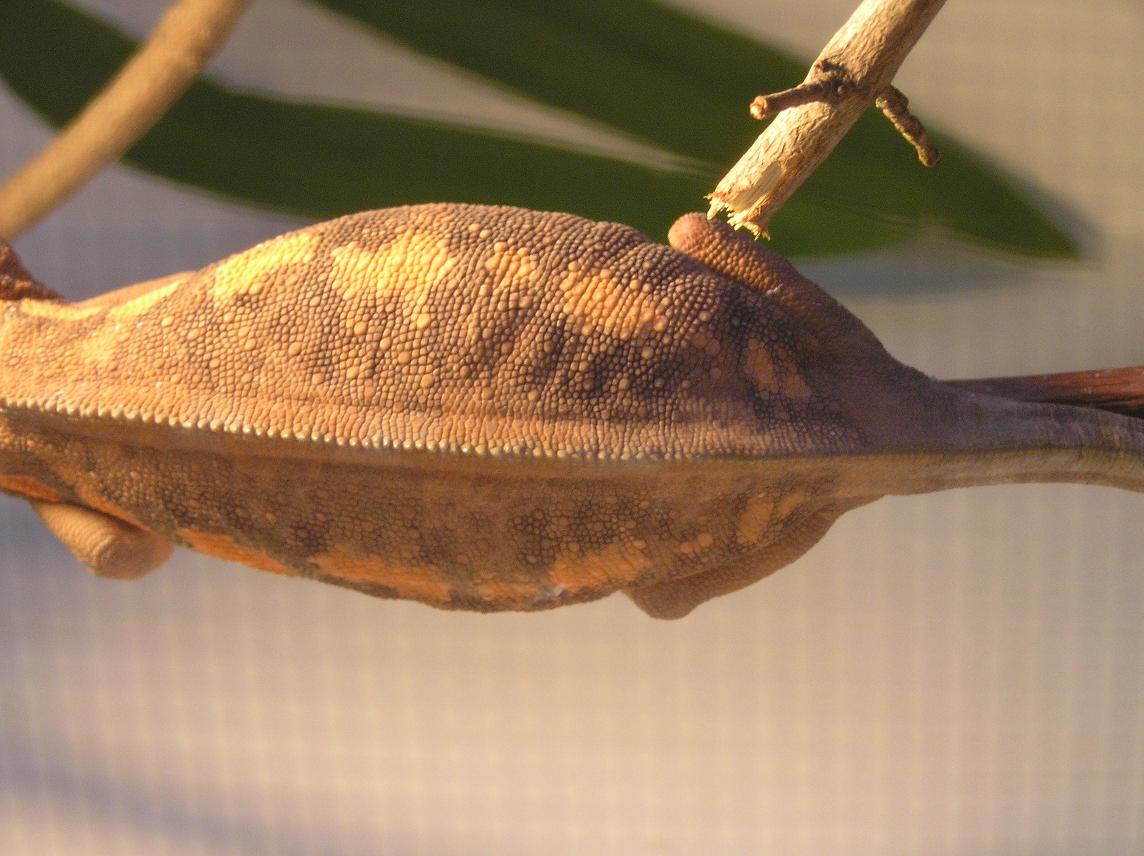 possible gravid female2 30/07