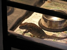 Why does my female roam the cage floor?