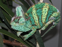 male veiled