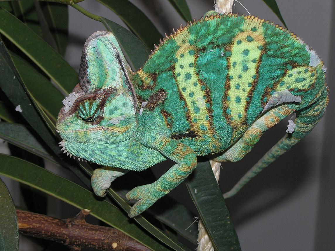 male veiled