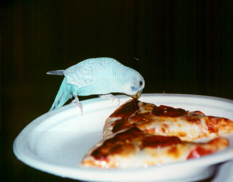 Pizza Fest