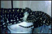 carpet pythons