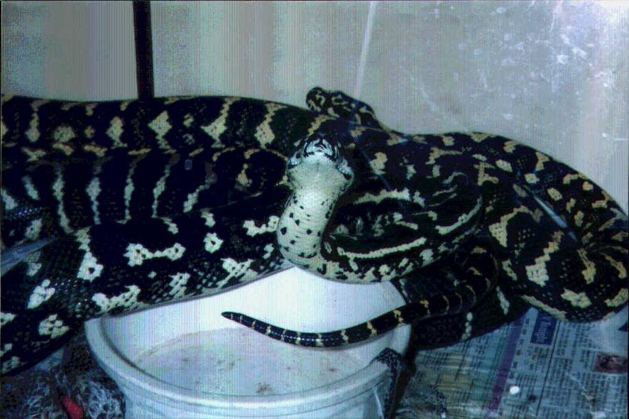 carpet pythons