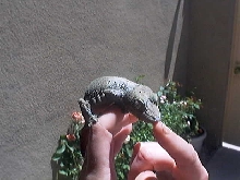 female mossy