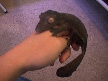 female uroplatus henkeli