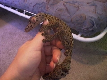 male uroplatus henkeli