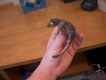 uroplatus sikorae sikorae