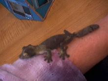 uroplatus sikorae sikorae