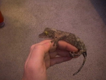 uroplatus sikorae sameti