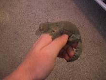 uroplatus sikorae sikorae