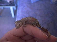 male uroplatus phantasticus