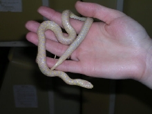albino king