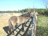 Aggie Rear