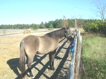 Aggie Rear