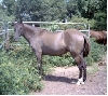 Aggie3