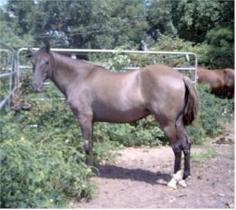 Aggie3