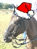 Feliz Navidad!