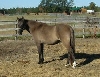 Aggie