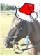 Merry Christmas!