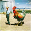Rooster