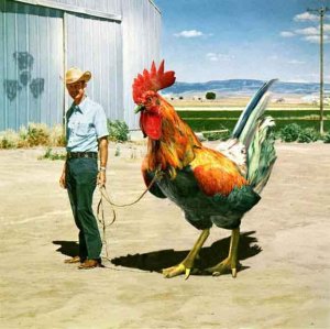 Rooster