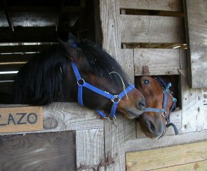 Embellazo and Cuadro