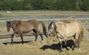 Aggie and Rita