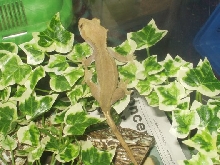 Crested on leaves