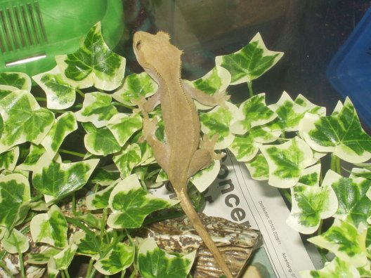 Crested on leaves