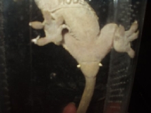 crested bum underside