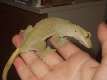 crested gecko