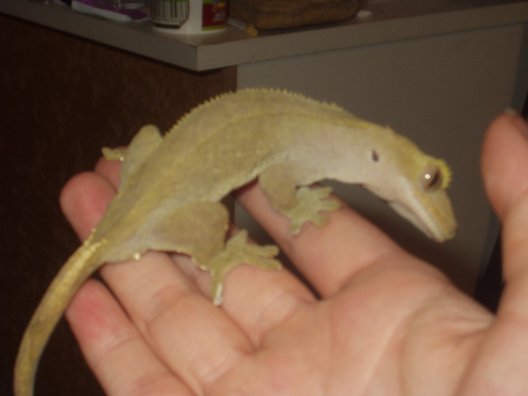 crested gecko