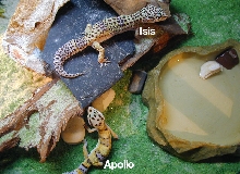 Apollo(male) & Isis(female)