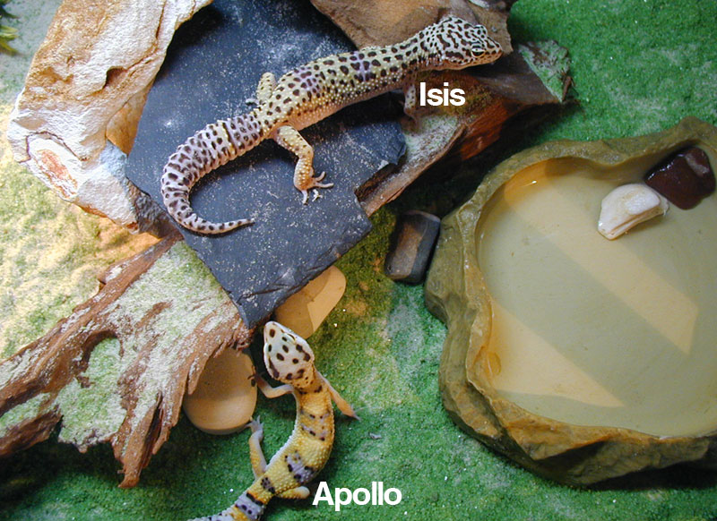 Apollo(male) & Isis(female)