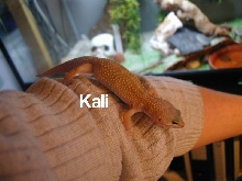 Kali