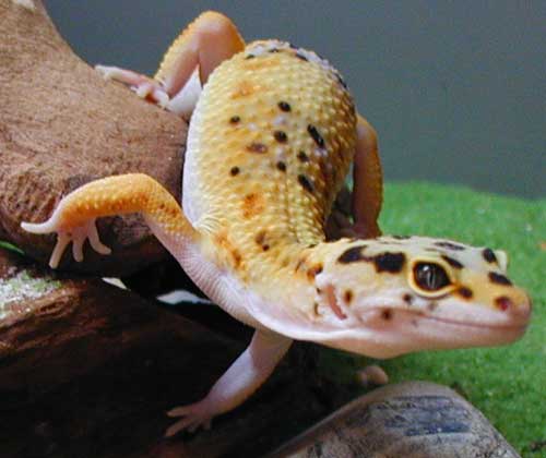 My beautiful male Apollo