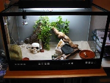 My gecko's home