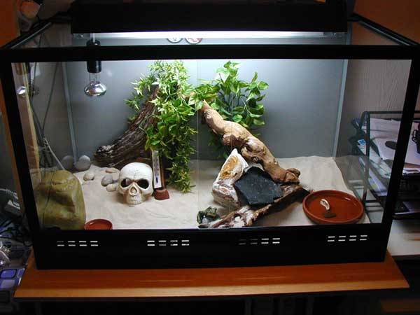 My gecko's home