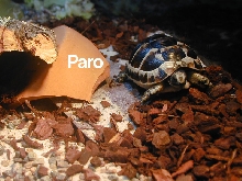 My sweet turtle Paro