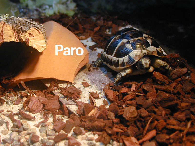 My sweet turtle Paro