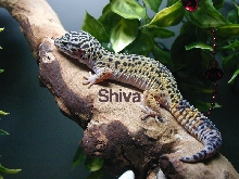 my beautiful Shiva!