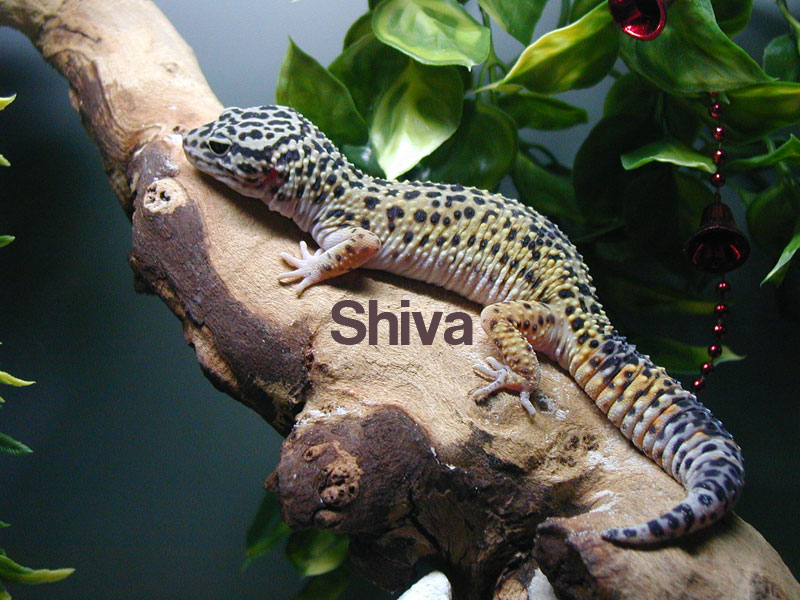 my beautiful Shiva!