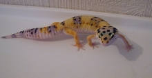 Apollo